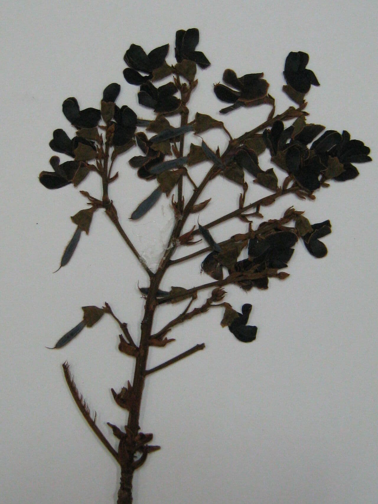 Hymenolobium