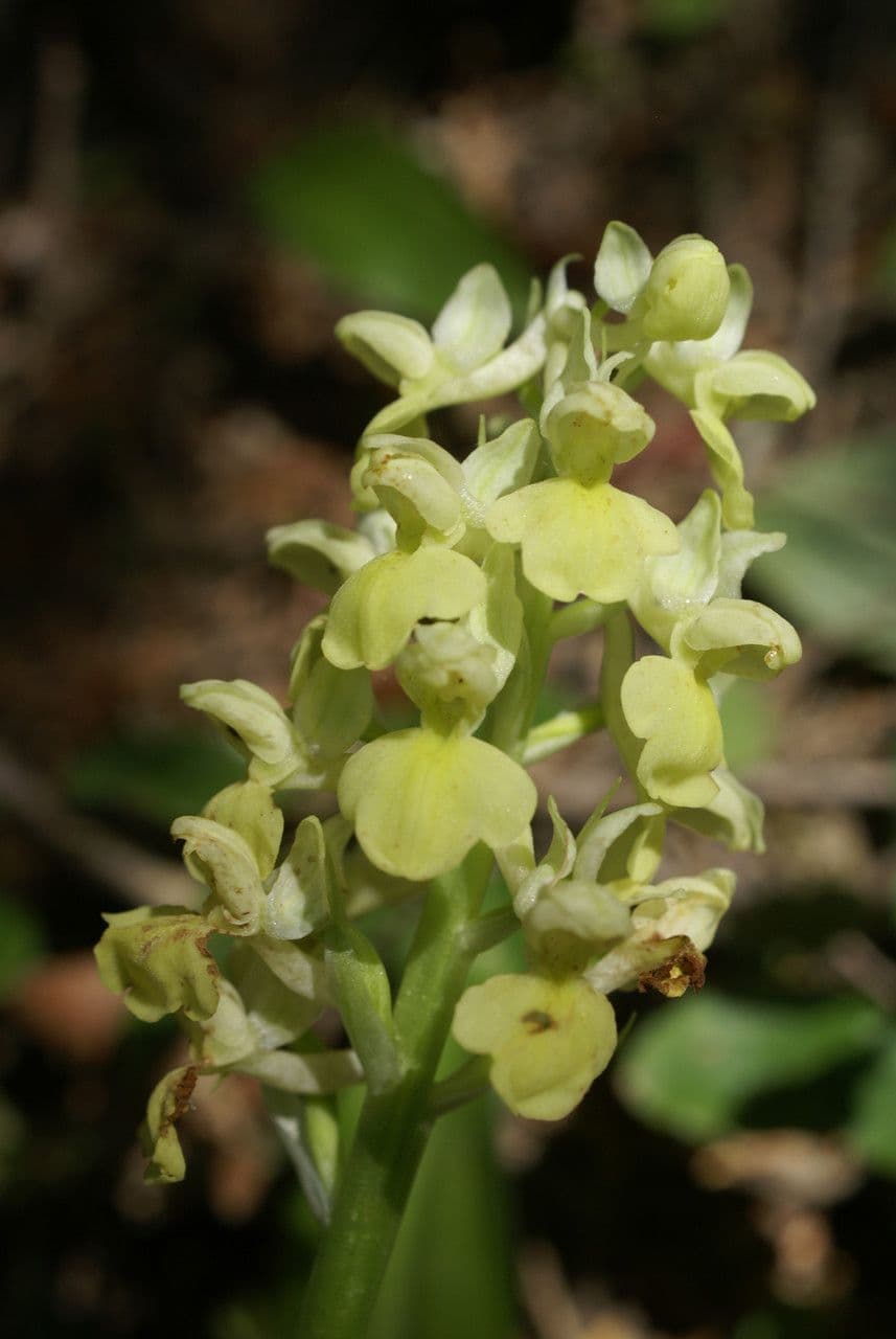 Orchide pallida 2