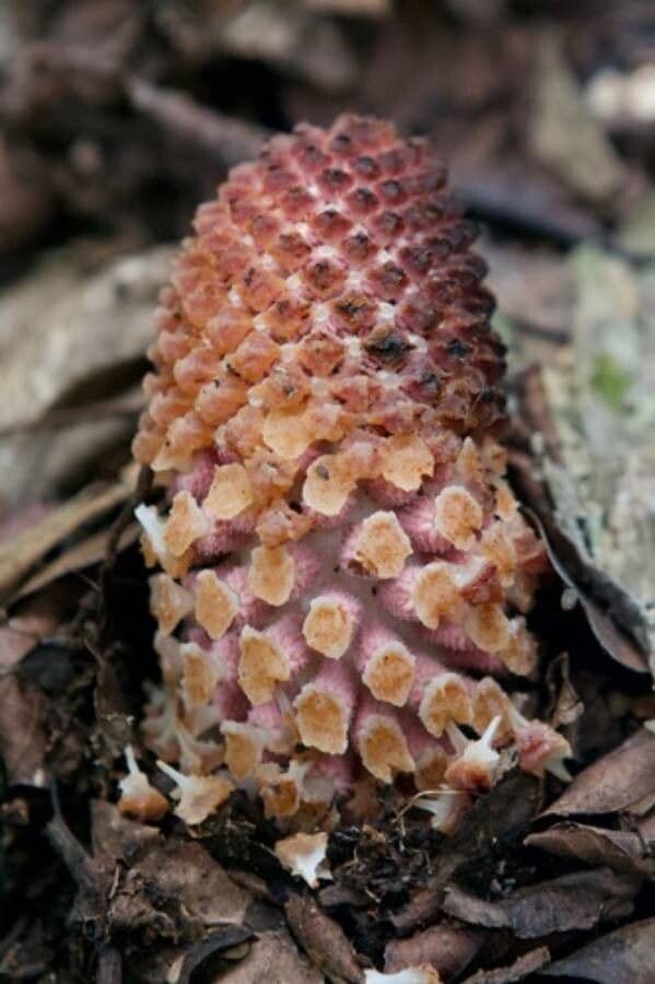 Ombrophytum 2