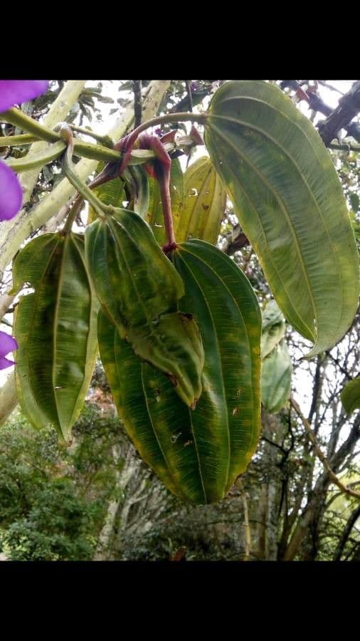 Meriania 9