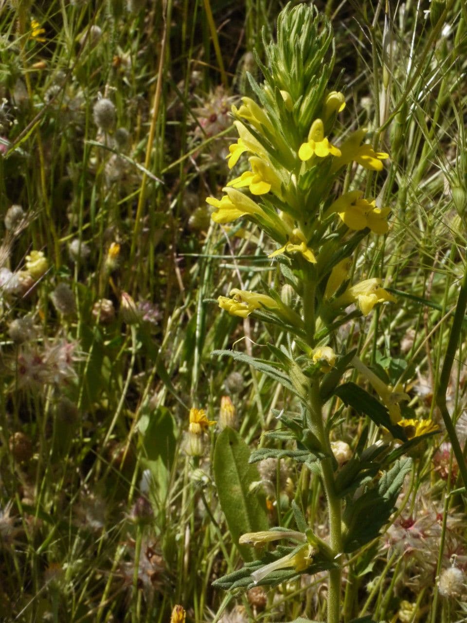 Speronella viscosa 28