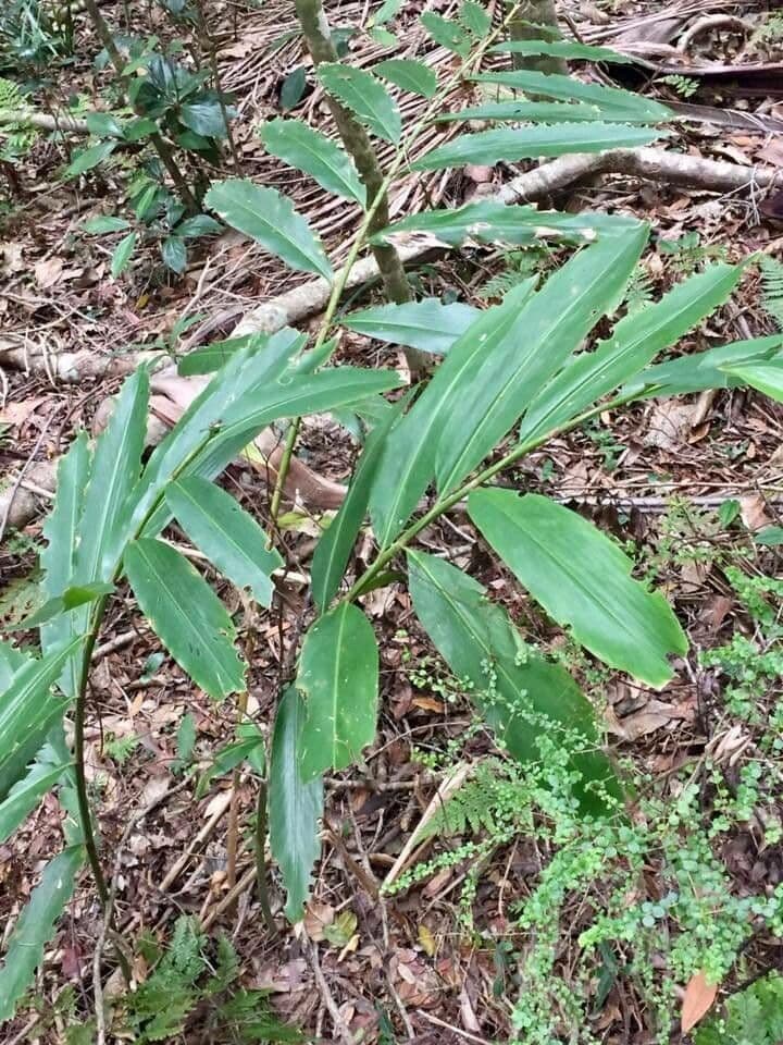 Alpinia blu 10