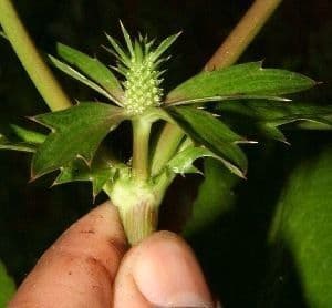Eryngium foetidum 21