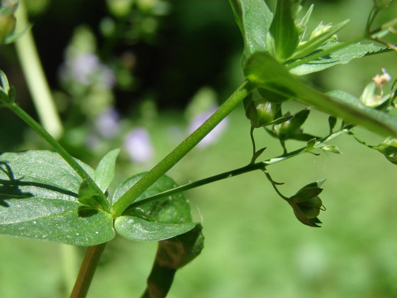 Veronica acquatica 22