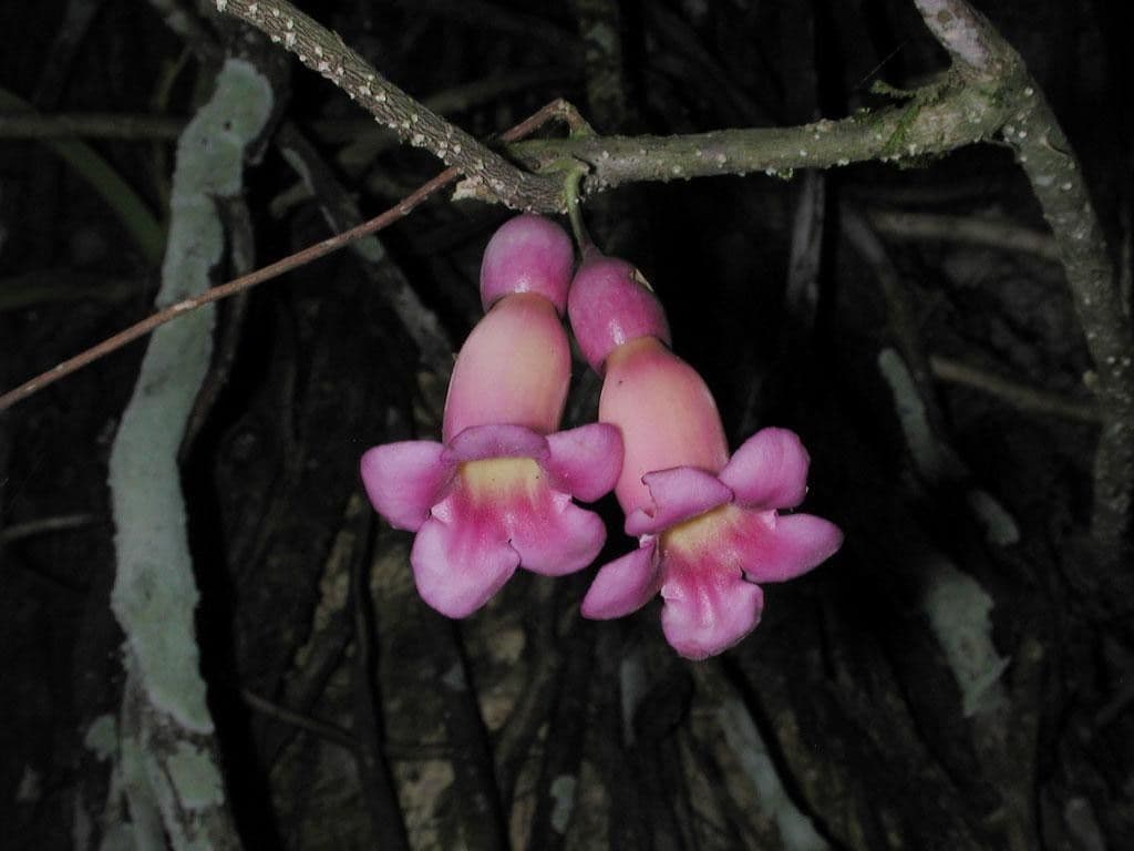 Schlegelia 6