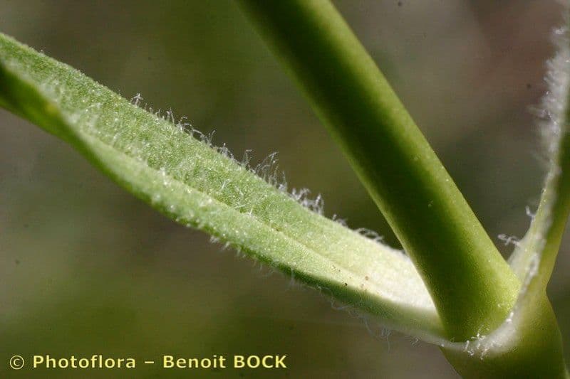 Saponaria bellidifolia 23