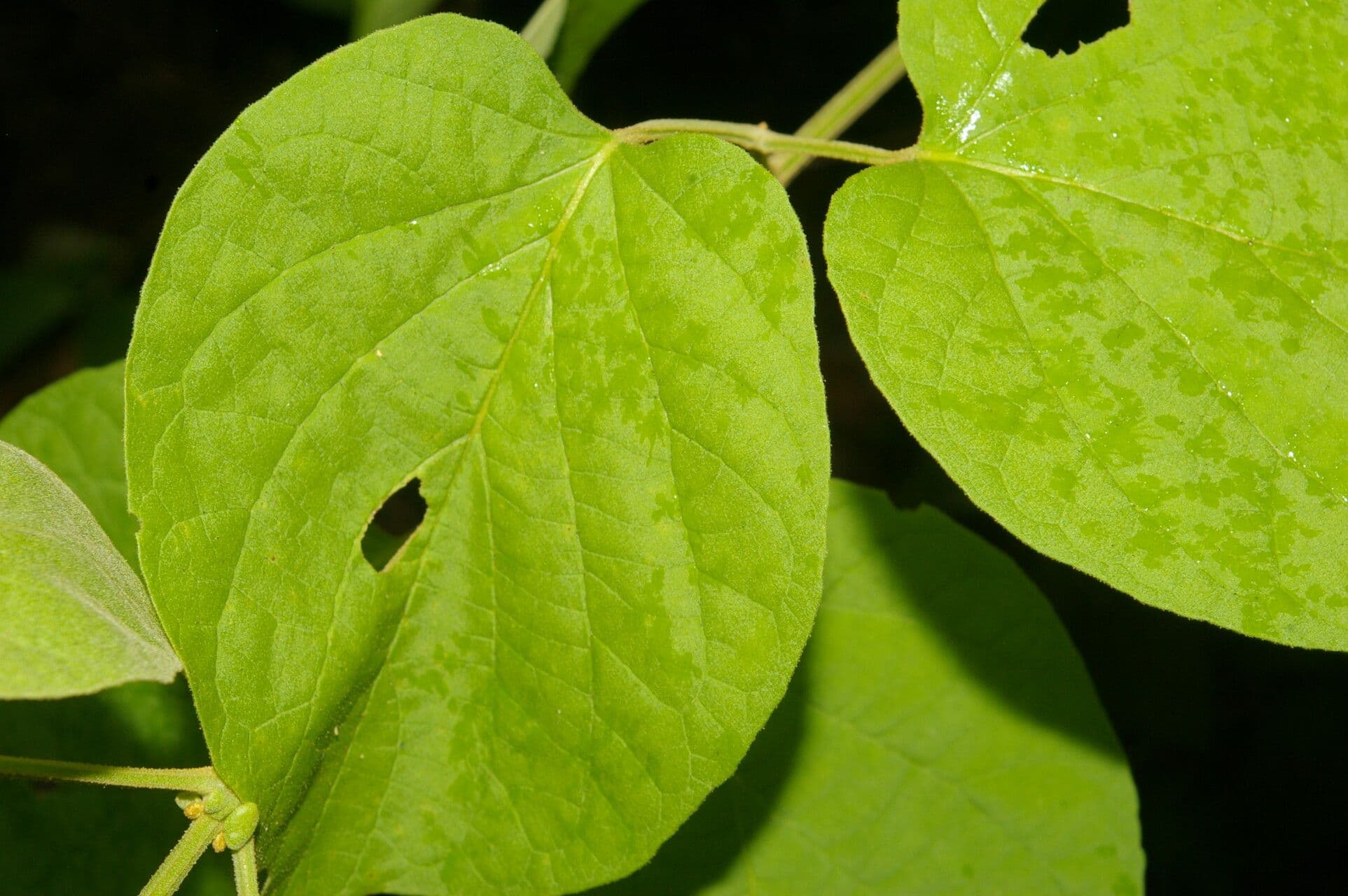 Amphilophium paniculato 11