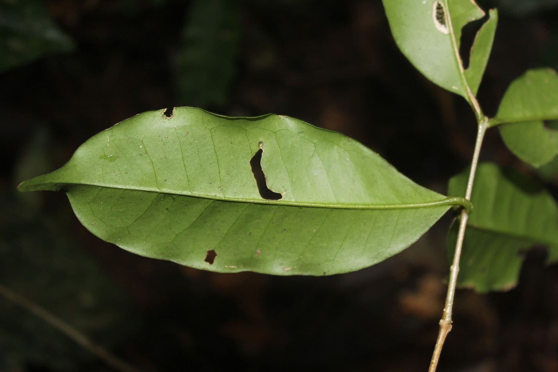 Eugenia 9