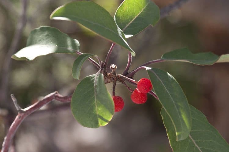 Arbutus xalapensis