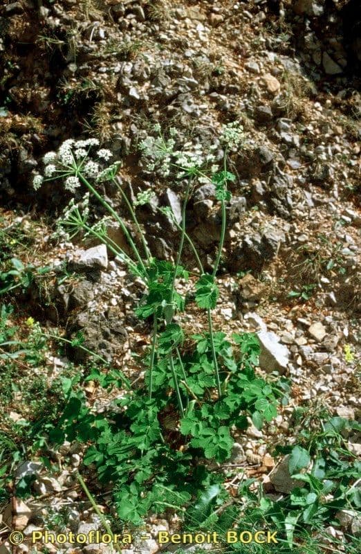 Thapsia Nestlerova 11
