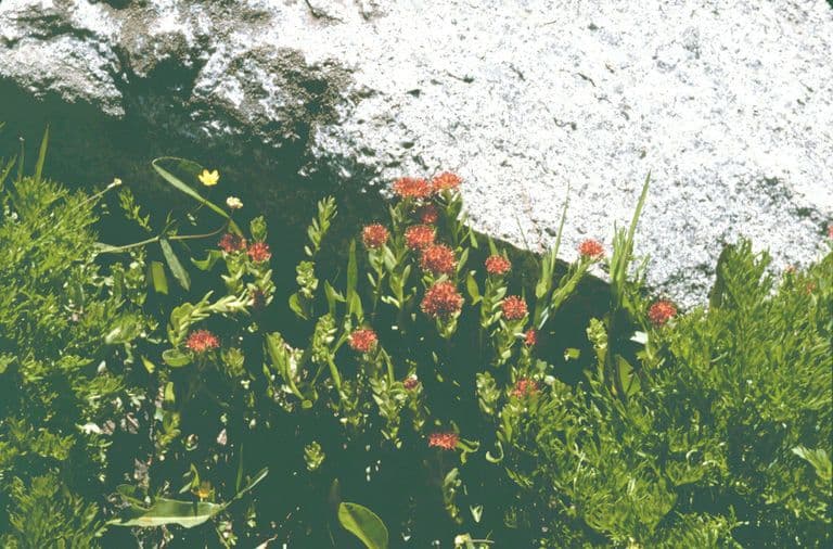 Rhodiola integrifolia 11
