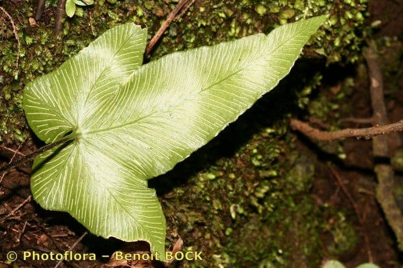 Asplenium hemionitis 18