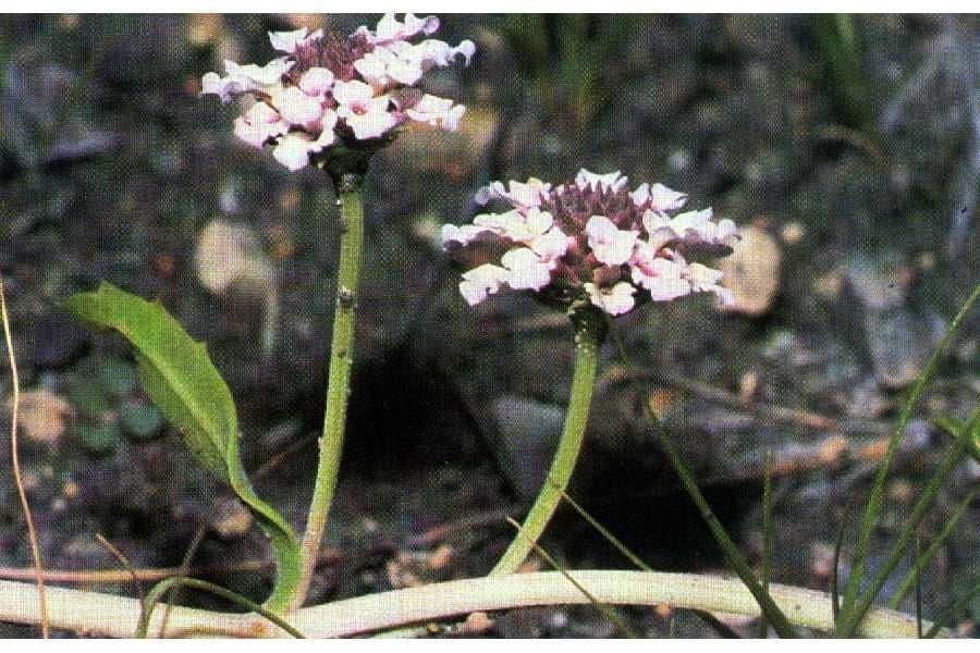 Phyla