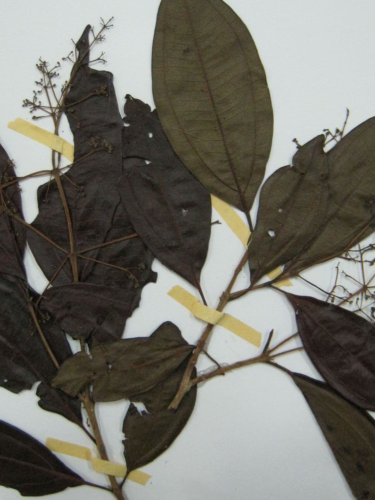 Miconia 6
