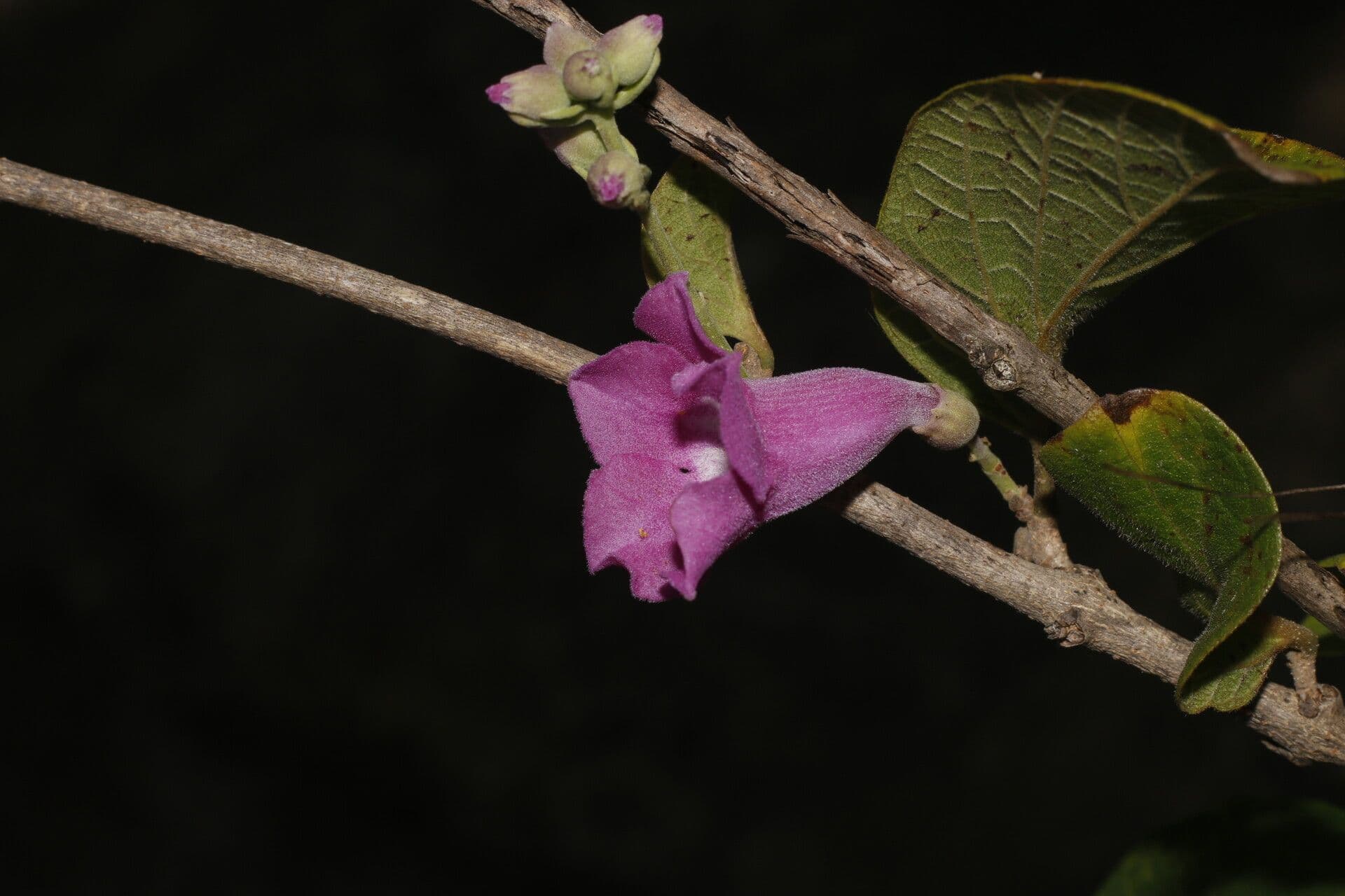 Fridericia 4