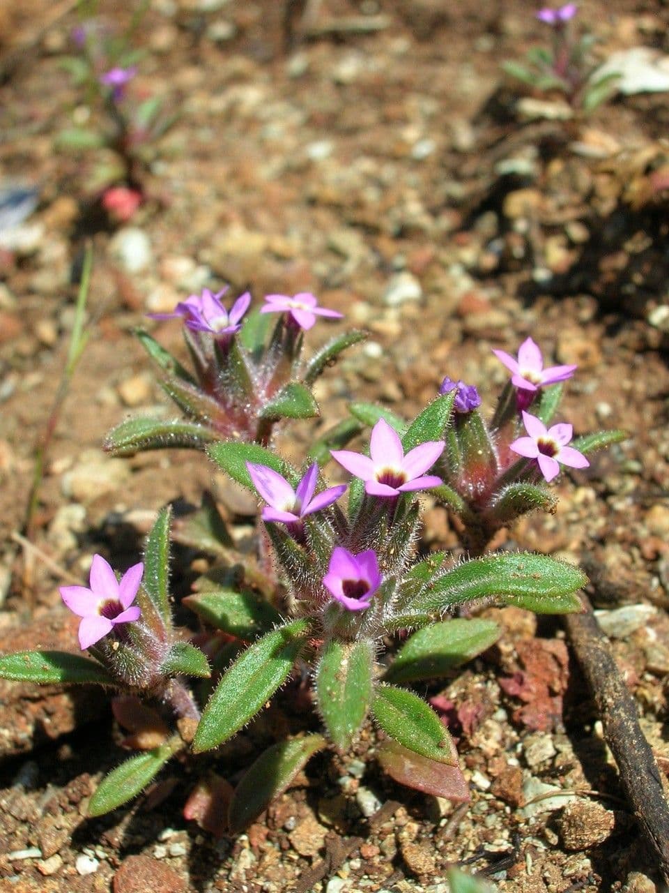 Collomia 6
