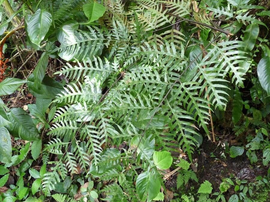 Pteris altissima 7