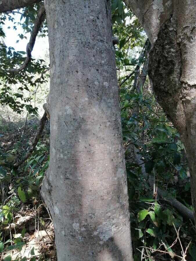 Cortexwood 18