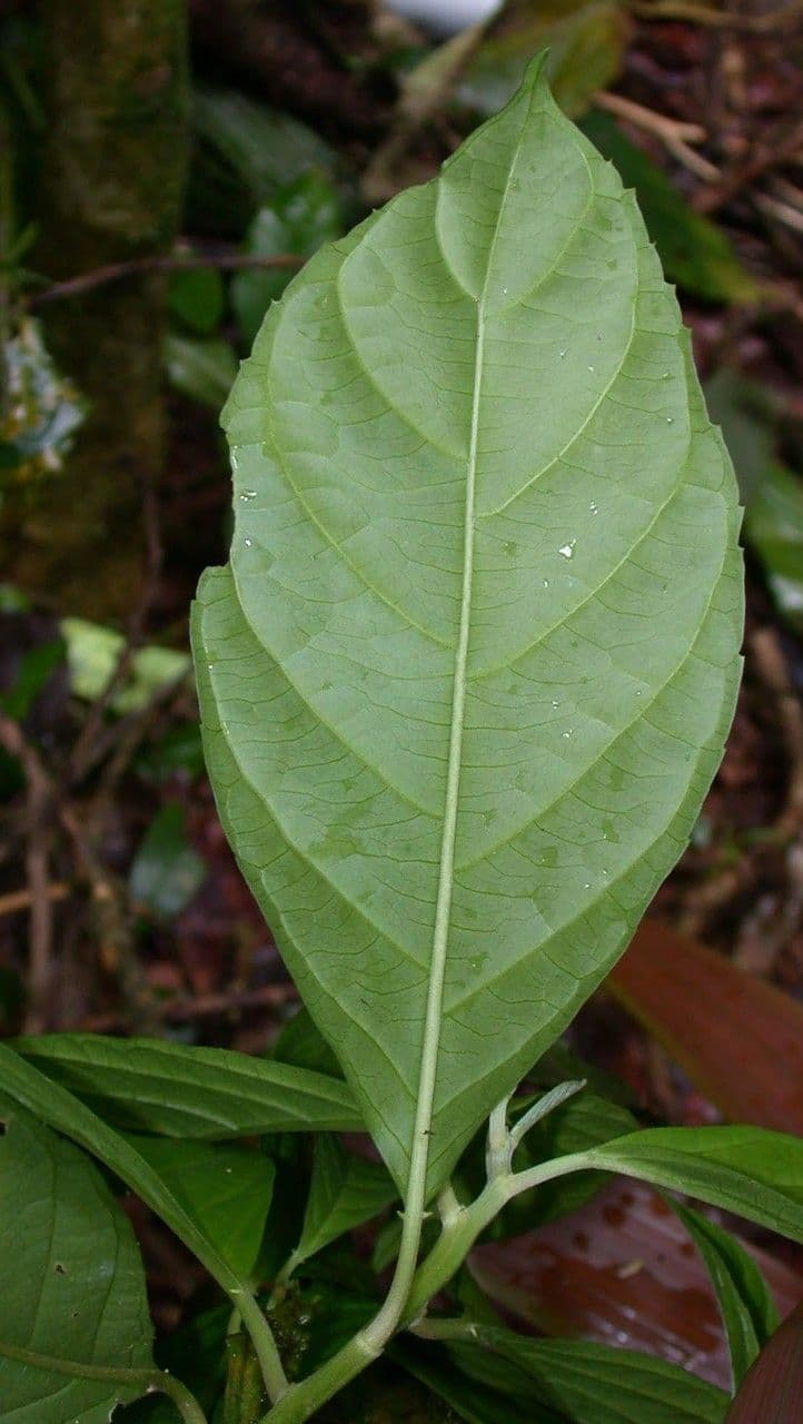 Tetrorchidium 9