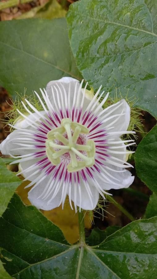 Passiflora fetida 17