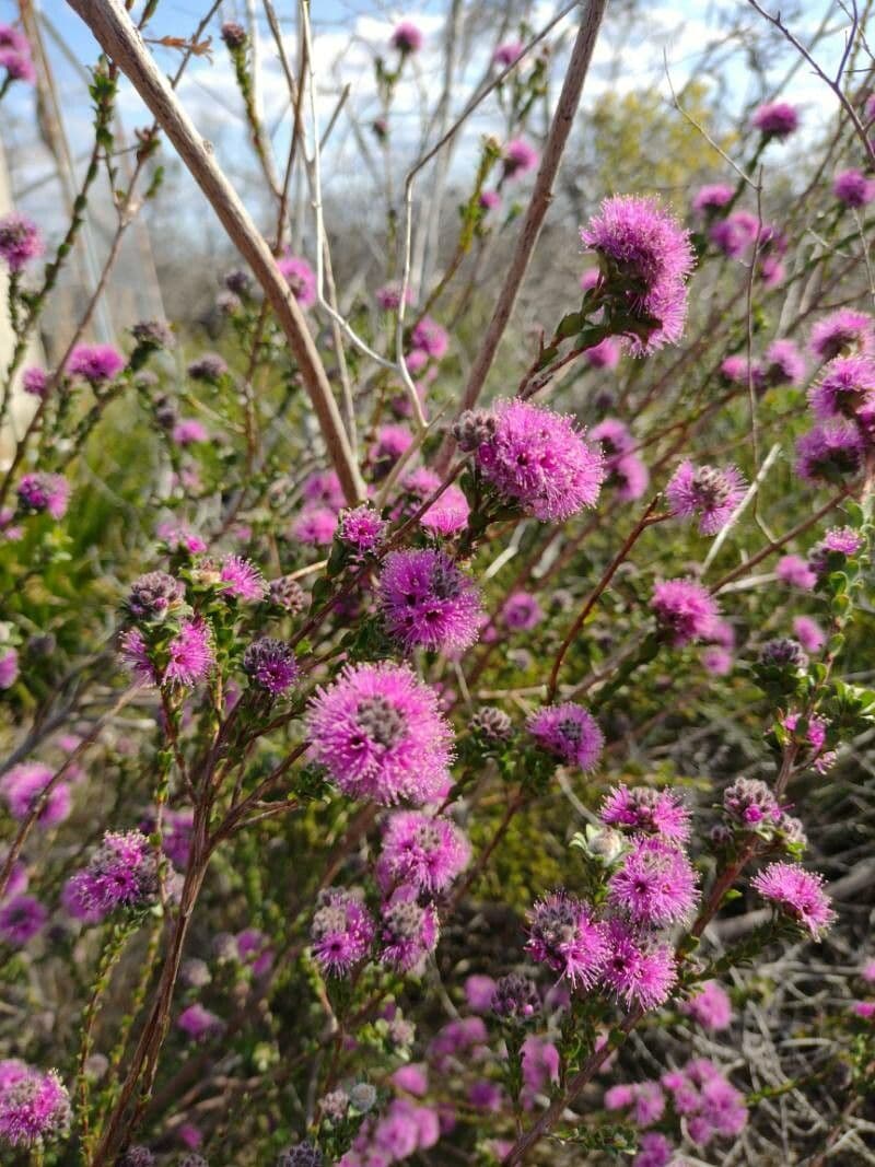 Kunzea 6