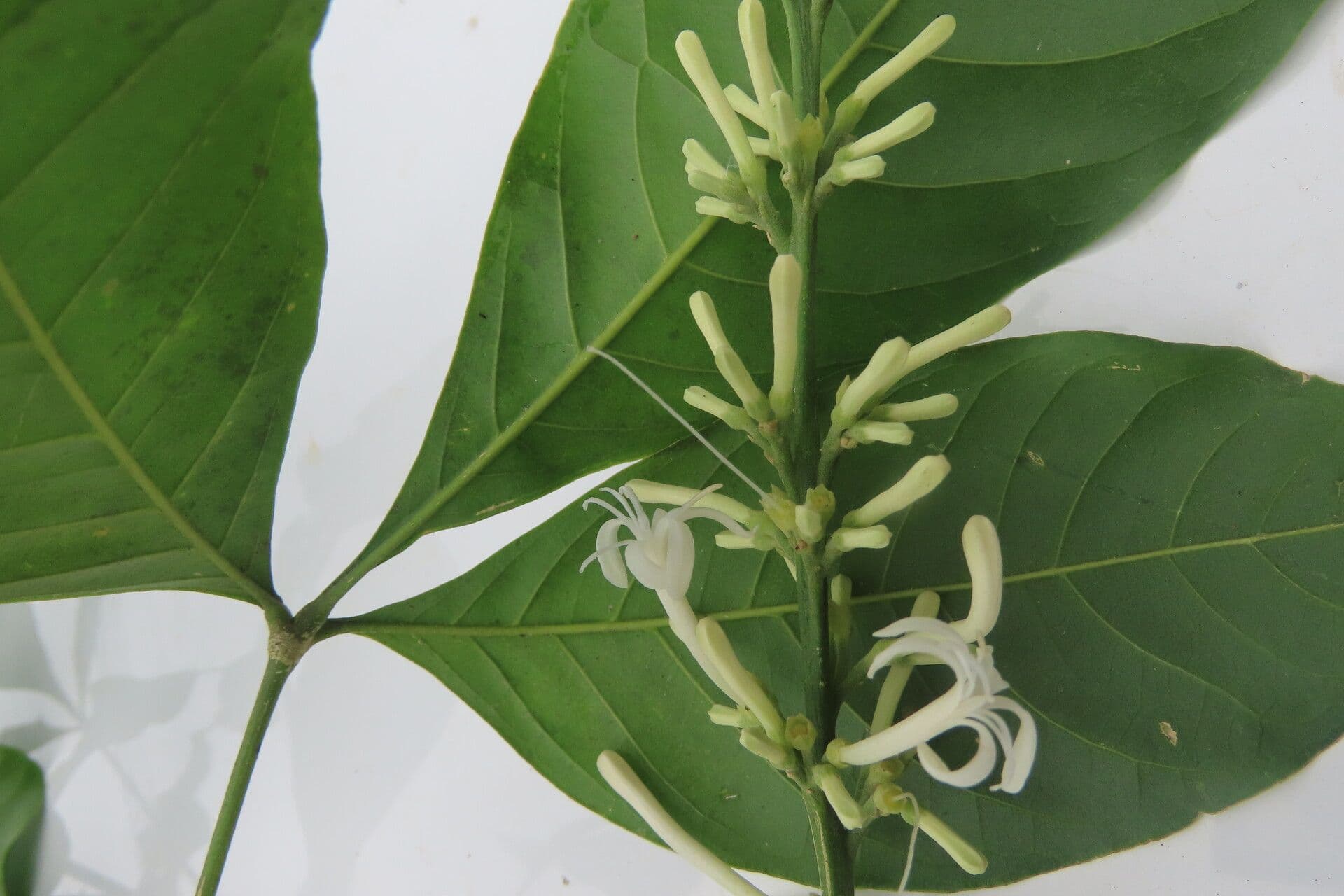 Angostura 8