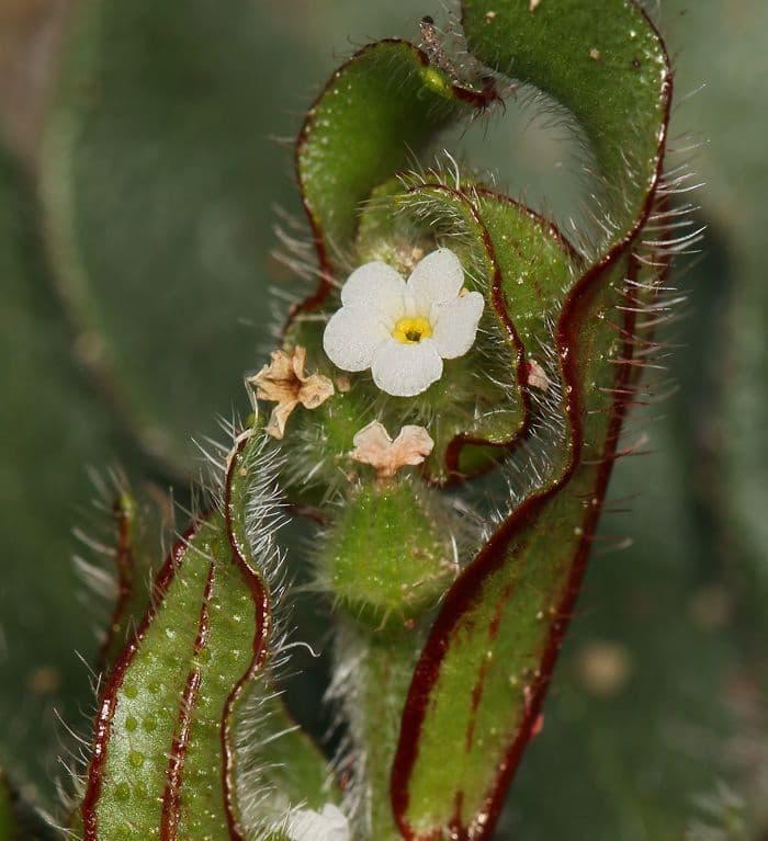 Plagiobothrys 5