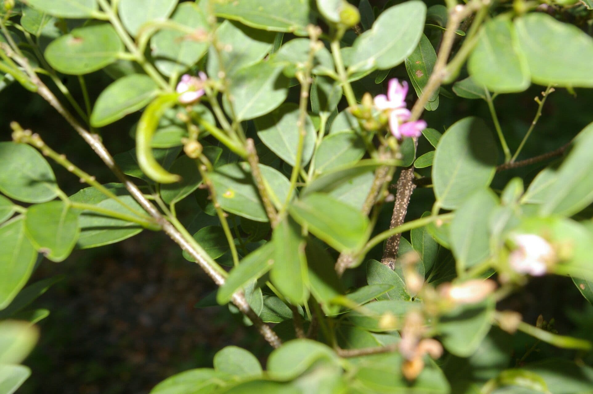 Lonchocarpus lanceolato 8