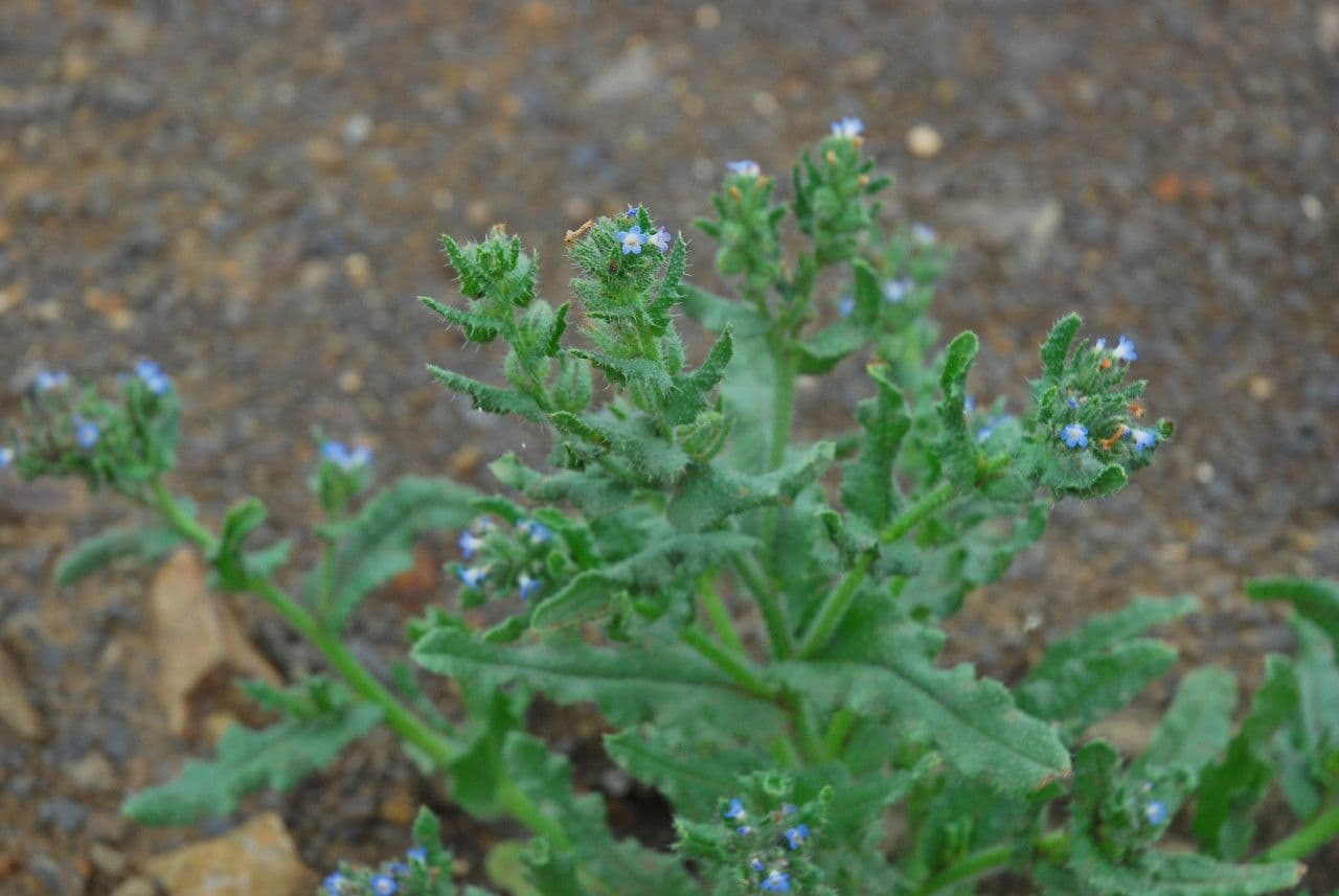 Buglossa selvatica 12