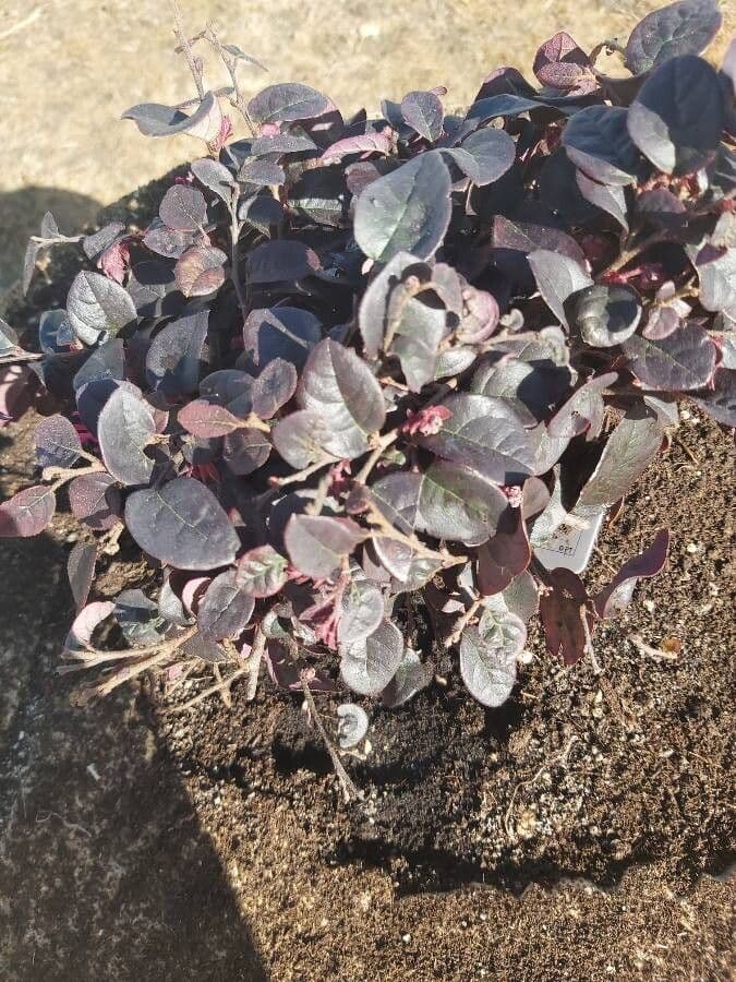Loropetalum cinese 21