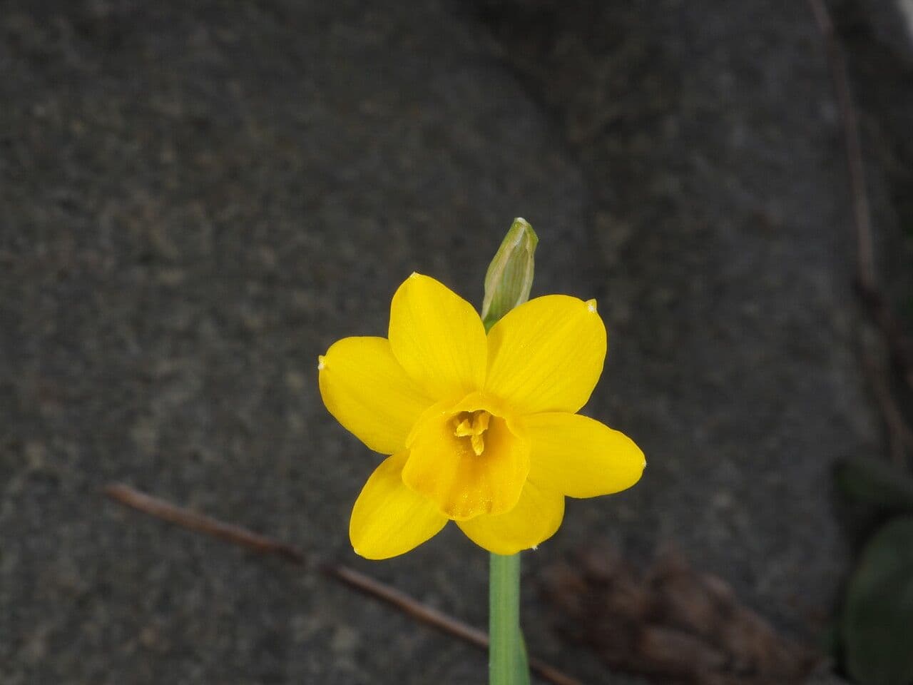 Narciso 5