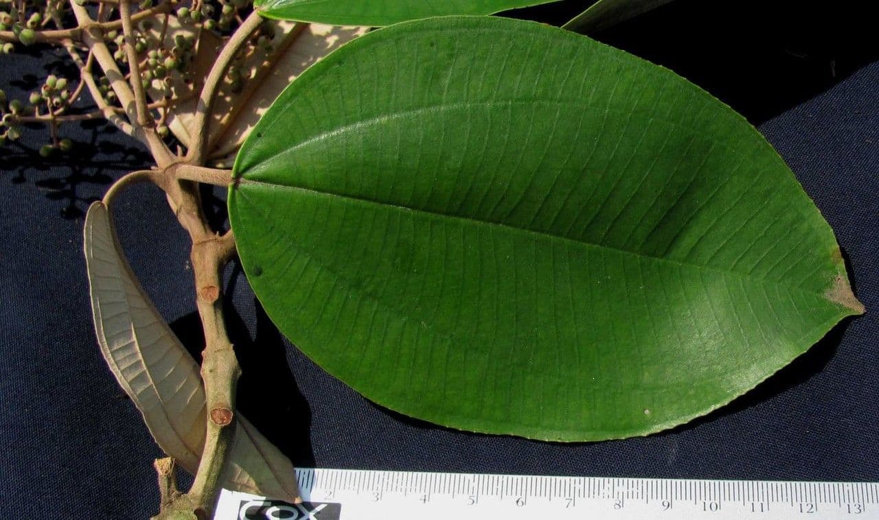 Miconia 11