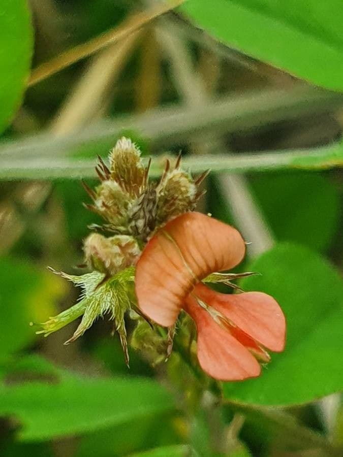 Indigofera