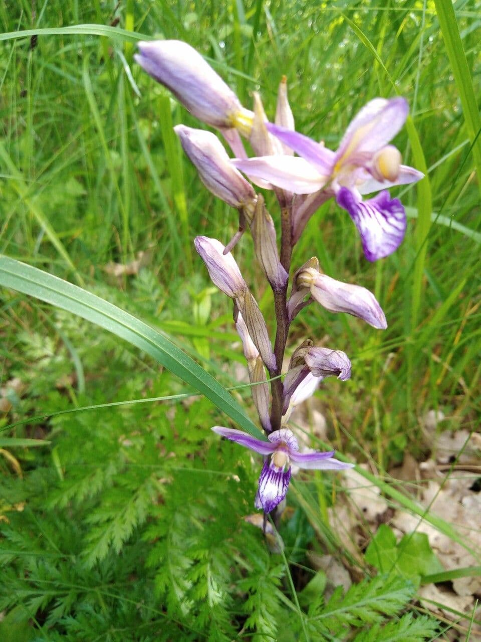 Limodore violeta 5