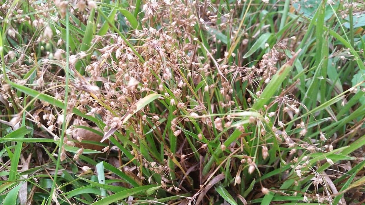 Luzula acuminata 5