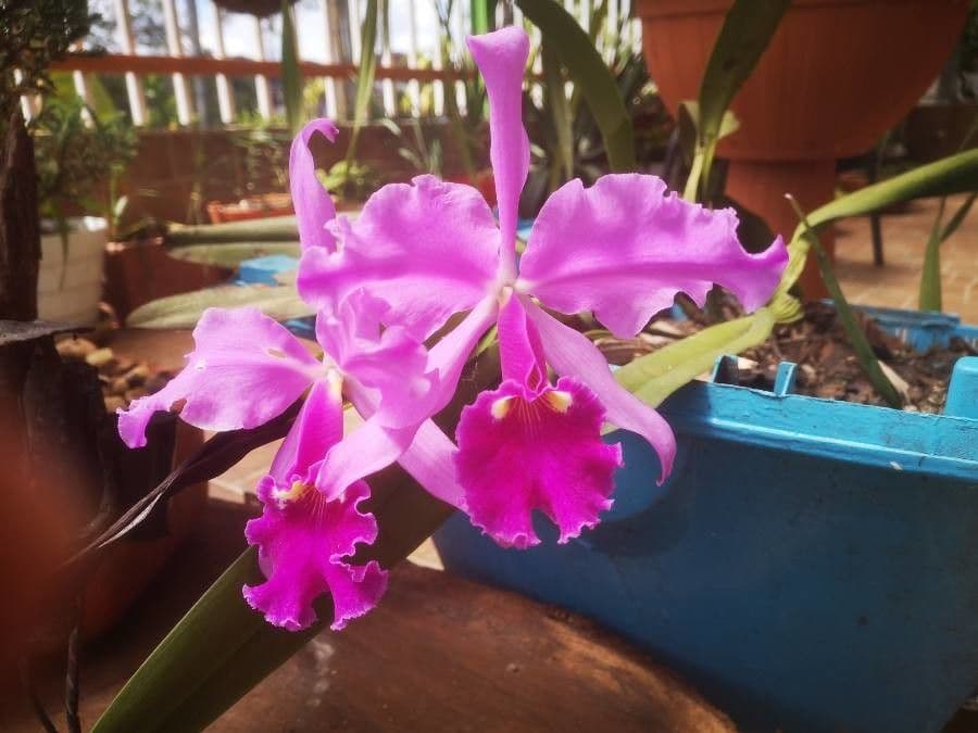 Orchidea 5
