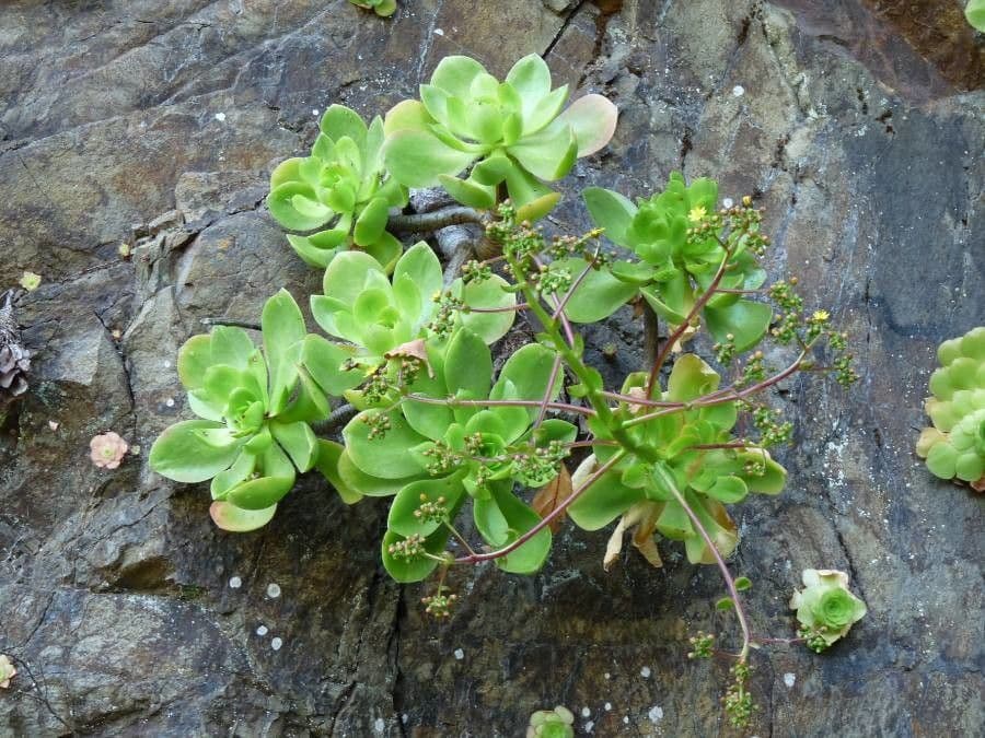 Aeonium 4
