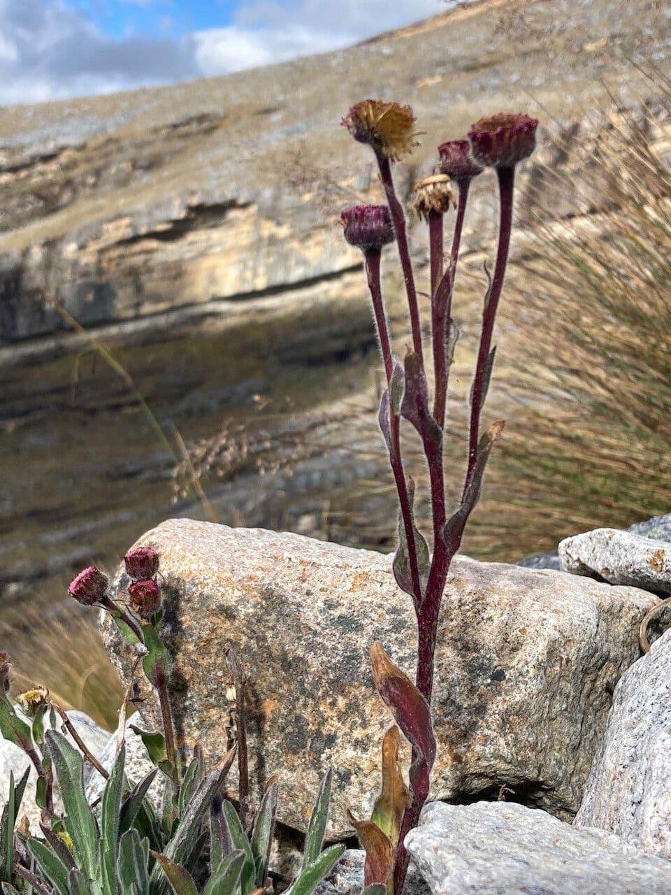 Erigeron 10