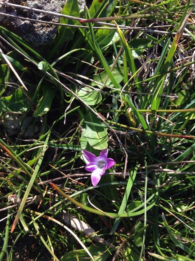 Romulea 6