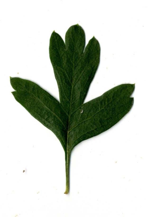 Azzarola 27