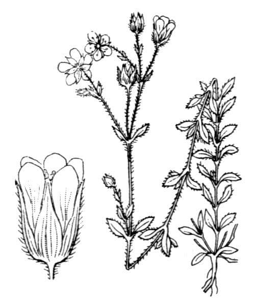 Pesnik 14