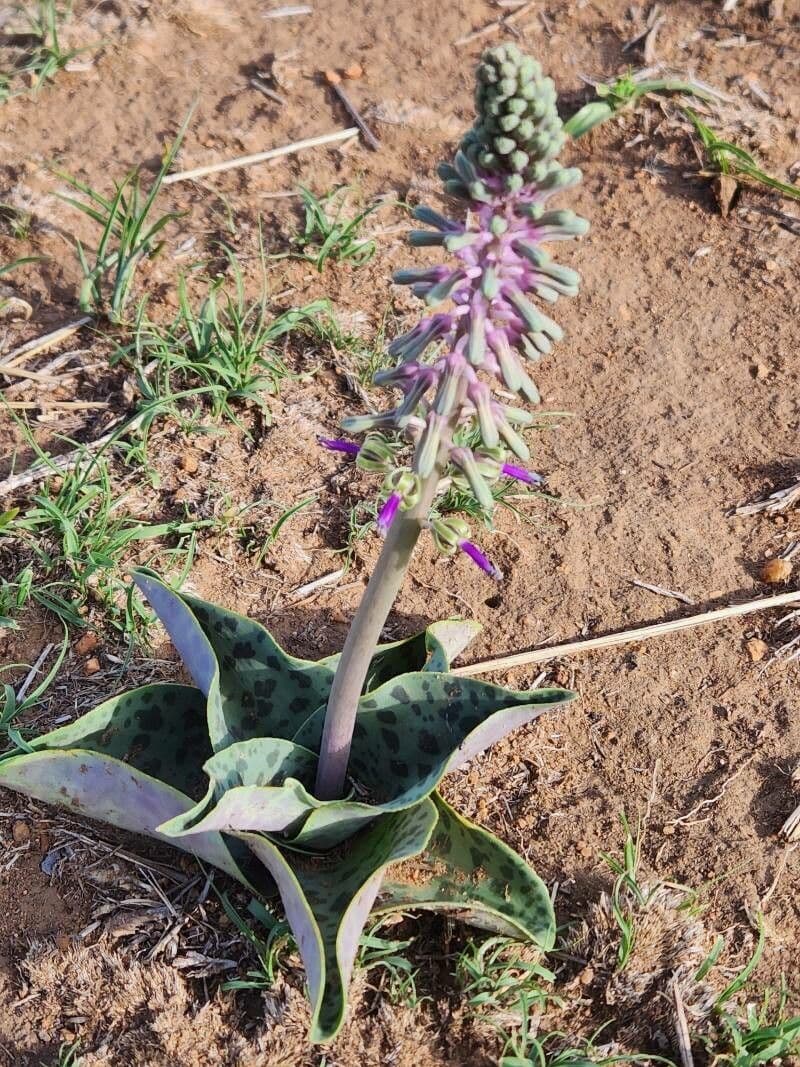 Ledebouria 8