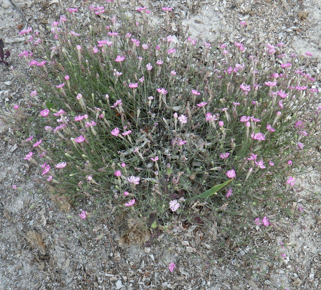 Schiano sericeo 8