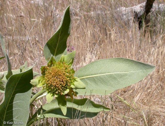 Wyethia helenioides 10