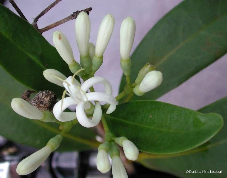 Coelospermum 5