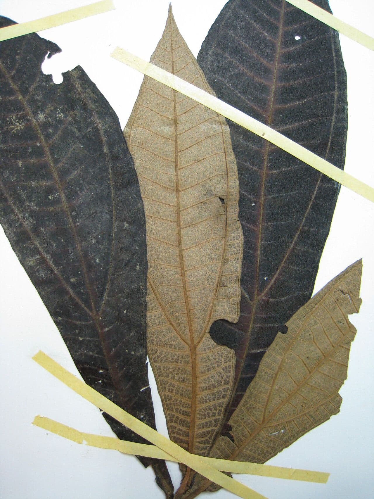 Miconia 4