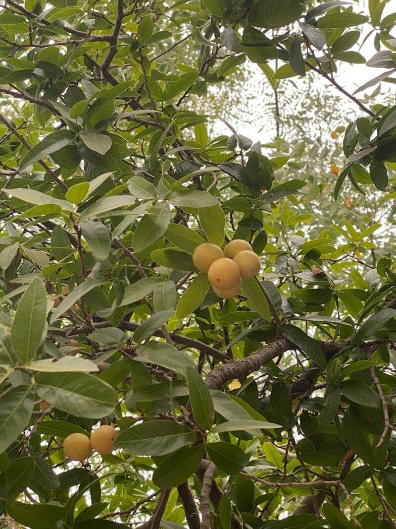 Eben mespiliformis 13