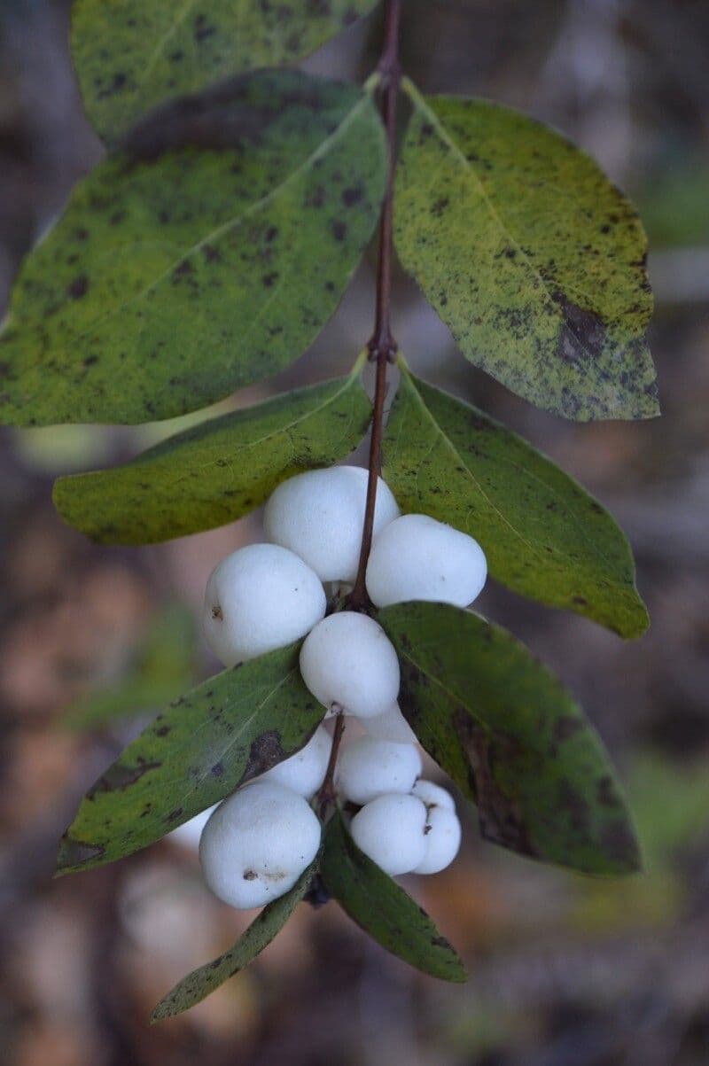 Chiococca alba 4
