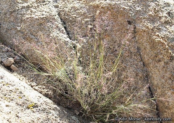 Muhlenbergia 6