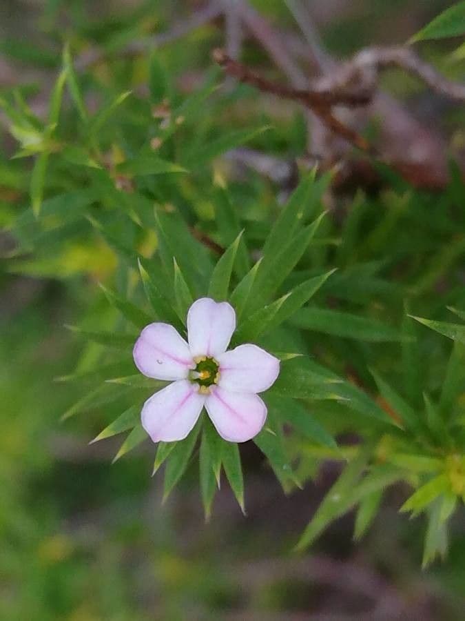 Diosma 5